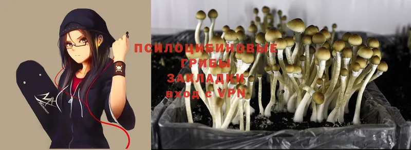 shop официальный сайт  Аркадак  Галлюциногенные грибы Cubensis  наркотики 